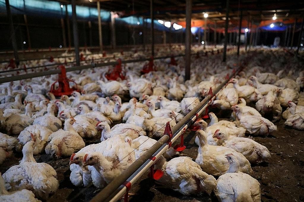 LADANG AYAM: Sebuah ladang ternak ayam di Selangor. Malaysia sumber ayam import kedua terbesar Singapura. - Foto fail