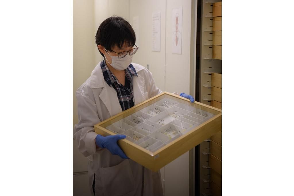 KERJAYA YANG MENARIK: Ahli entomologi, Dr Wendy Wang, merupakan pakar dalam kajian tentang serangga di Singapura. - Foto-foto BH oleh MARK CHEONG 