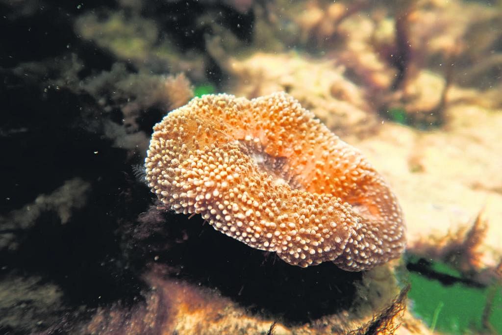 PERANAN PENTING: Terumbu karang di pesisir Pulau Semakau semasa air surut. Terumbu karang memainkan peranan penting, melindungi kawasan pesisir daripada hakisan ombak. Dr Toh Tai Chong (gambar kiri) dari Universiti Nasional Singapura (NUS) sedang gia