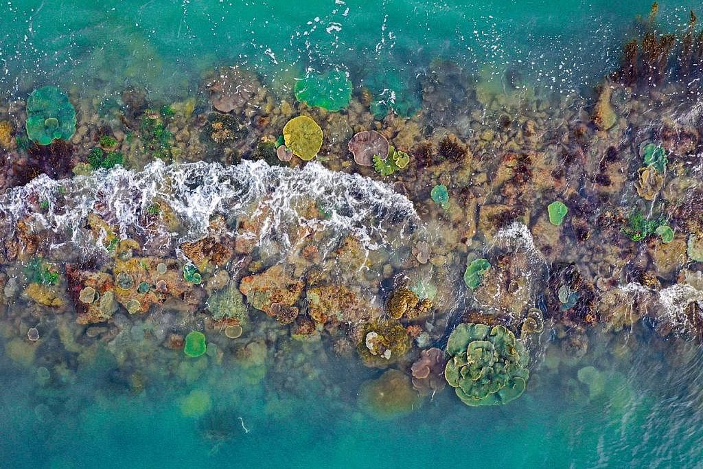KIAN PULIH: Kawasan rumput laut dan batu karang tumbuh secara meluas di sepanjang beberapa tembok laut antara 1993 dan 2018 di Singap SEMAKIN LUAS: Terdapat dua kali lebih banyak hutan bakau kini berbanding pada 1993. - Foto BH oleh ALPHONSUS CHERN