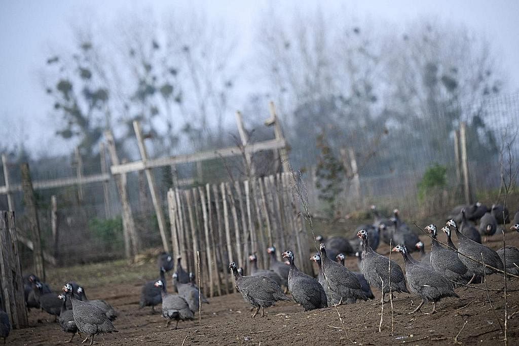 TERPAKSA DIKORBANKAN: Burung Guinea dalam kandang terbuka di sebuah ladang di Les Herbiers, barat Perancis, pada 5 Disember lalu. Sehingga 10 juta itik, ayam dan ternakan lain telah disembelih di Perancis sejak November tahun ini disebabkan penularan