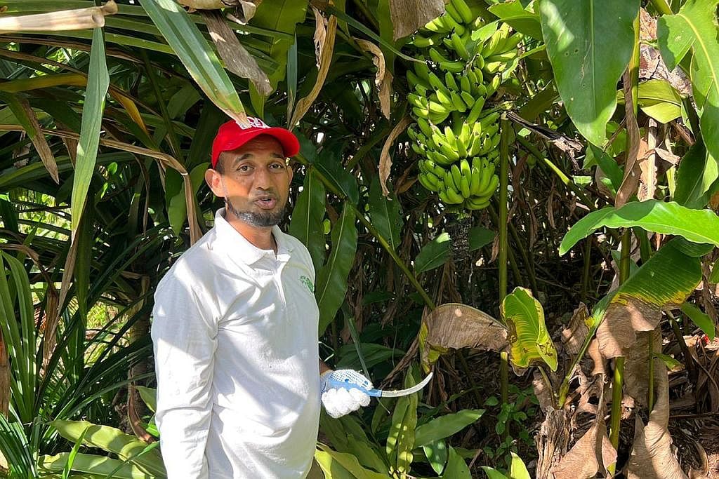 PETANI MUDA: Encik Irfan Mohamad berusia awal 40an tahun adalah seorang petani muda profesional yang mempunyai ijazah dalam sains pertanian mesra alam. - Foto BASIR SISWO