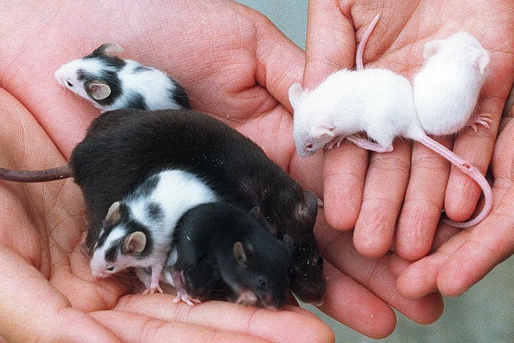 HASIL TELUR: Para saintis telah menghasilkan telur gunakan sel-sel tikus jantan buat kali pertama, sehingga hasilkan tujuh ekor tikus yang lahir hasil daripada dua tikus jantan. - Foto fail