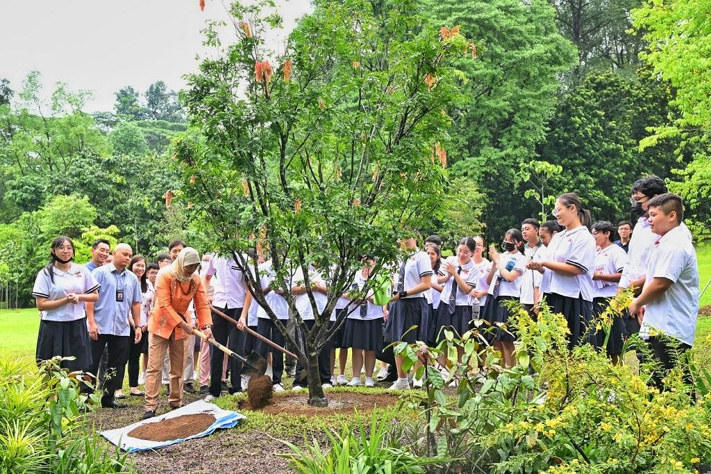 TANAM POKOK BARU: Presiden Halimah menanam Cynometra mannii bagi menandakan pembukaan semula Kolam Angsa Istana. – Foto ST